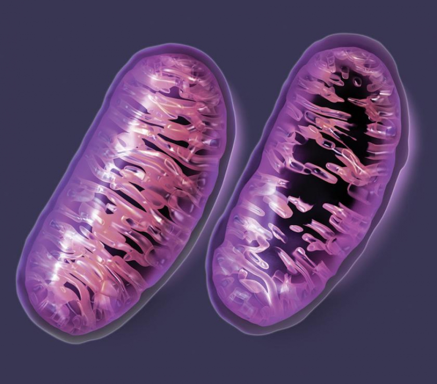 Genetic counseling for mitochondrial disorders