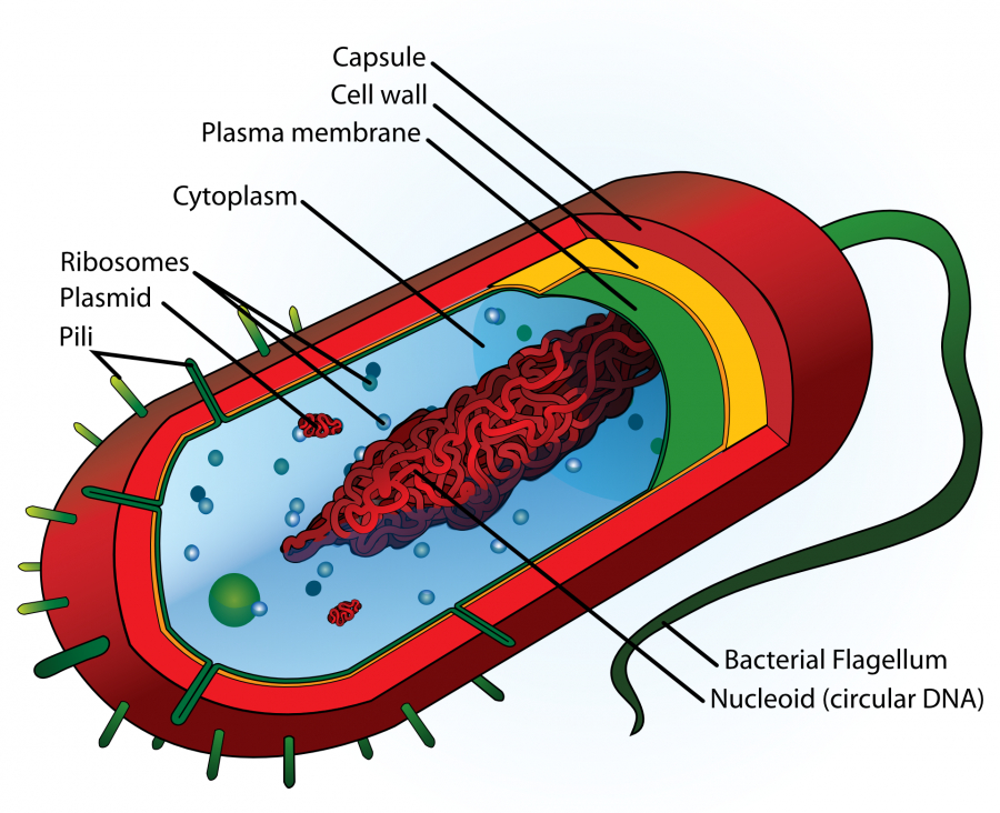 Mitochondrial disease