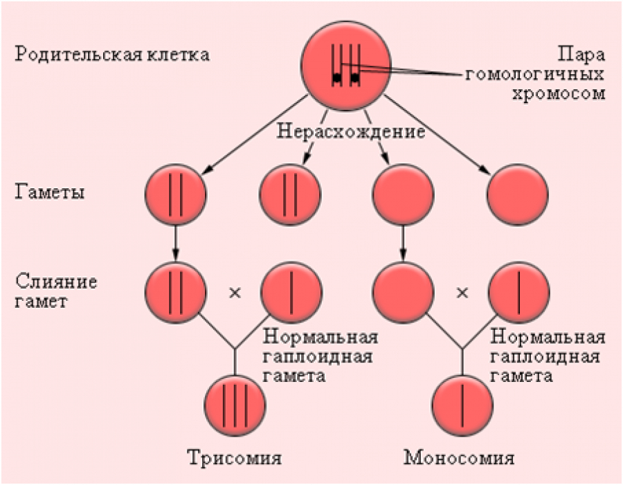 Наследственность и патологии. Хромосомные болезни